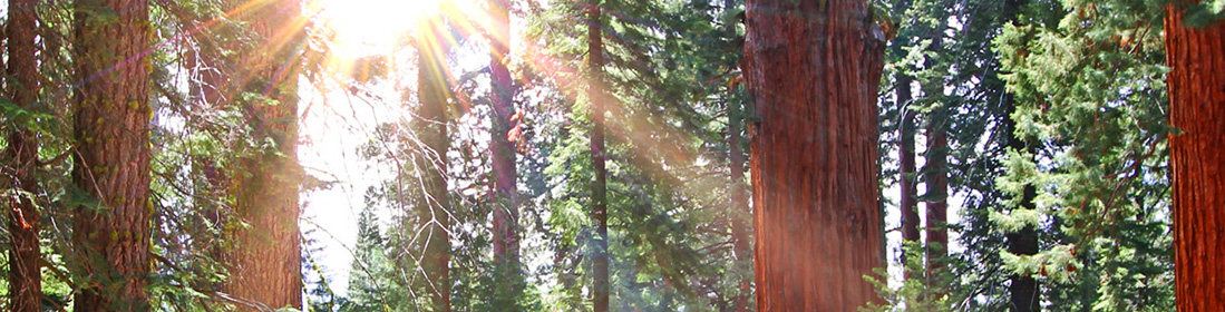 know-your-wood-header